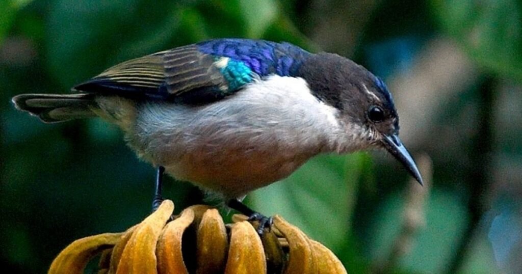 Uluguru Violet-backed Sunbird