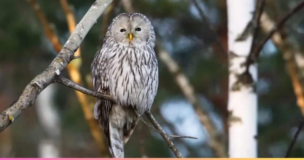 Ural Owl