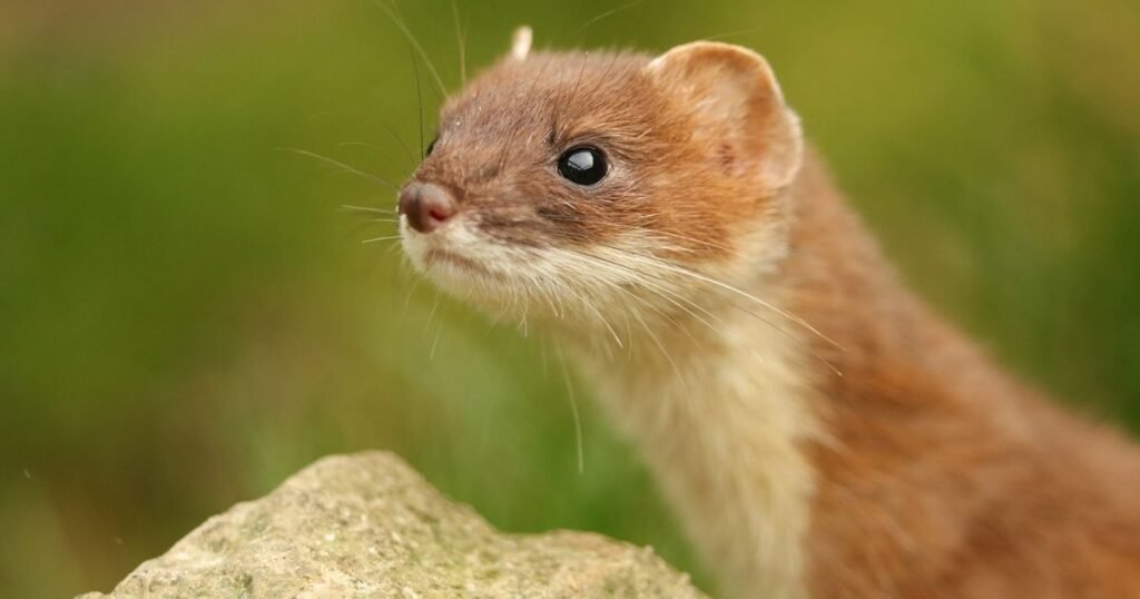 Weasel