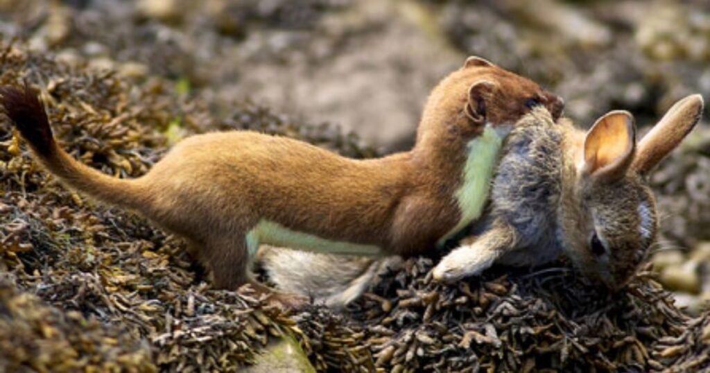 Weasels