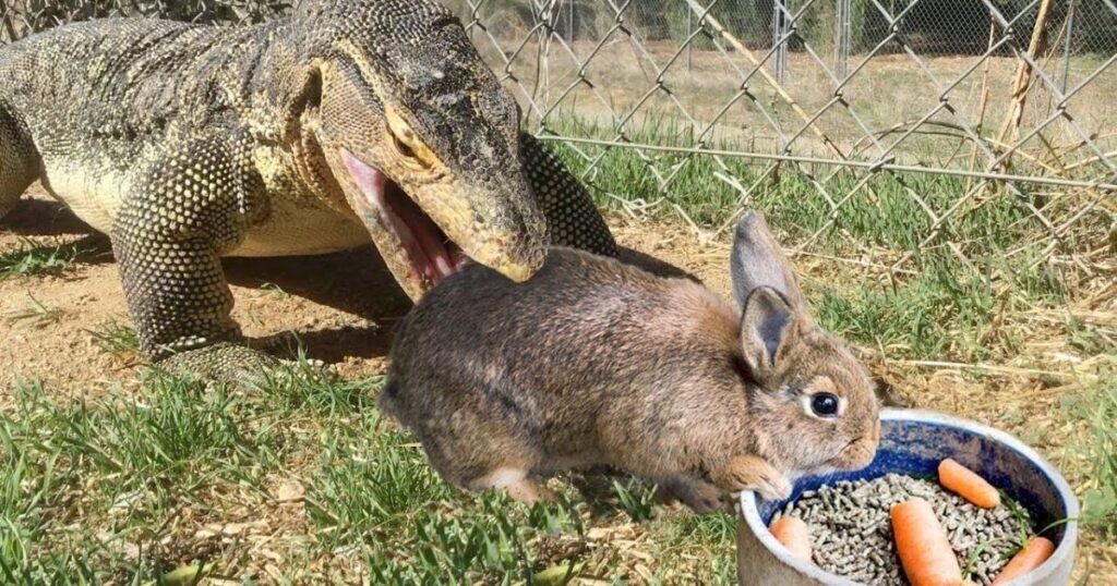 What Animals Hunt and Eat Rabbits?