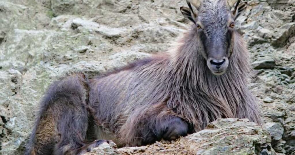 What Are Alpine Animals