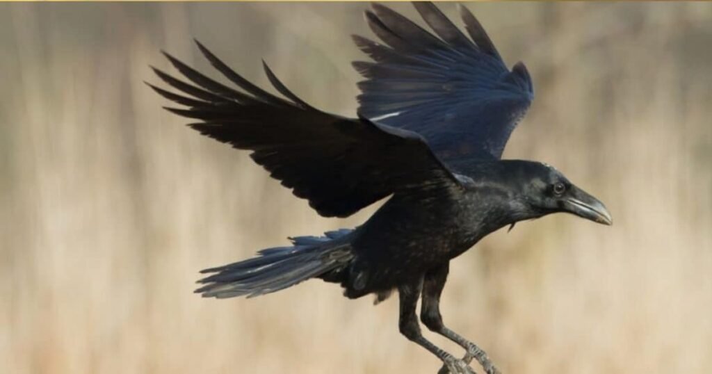 What Are Five-Letter Birds