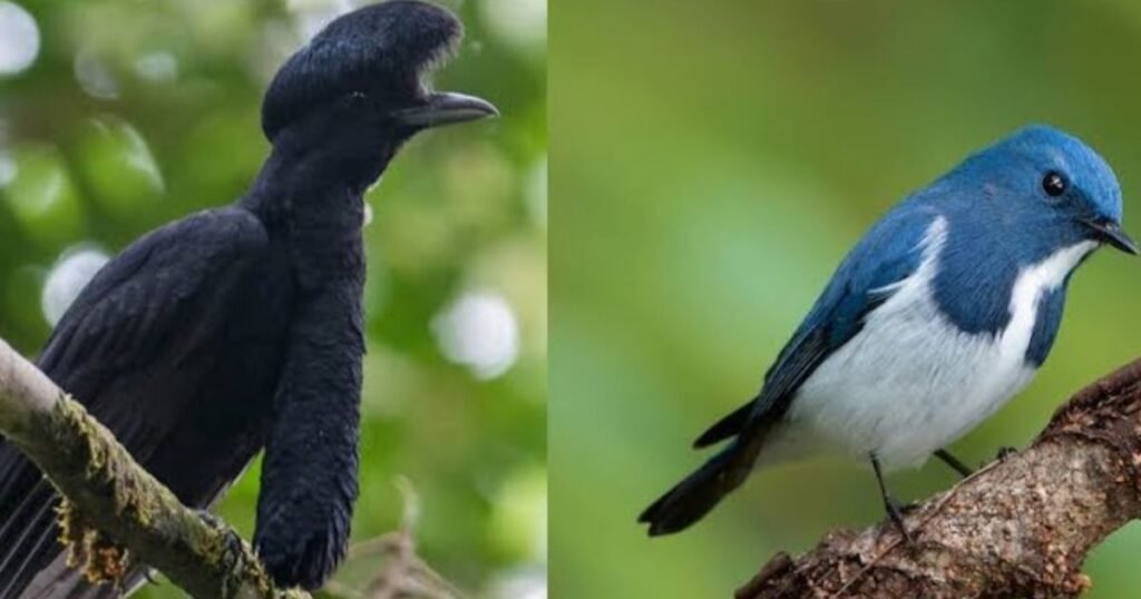 What Are Some Popular Birds That Start With U?