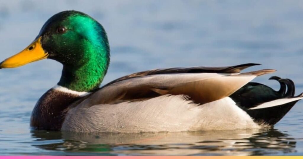What Are the Most Popular Birds That Start With M?