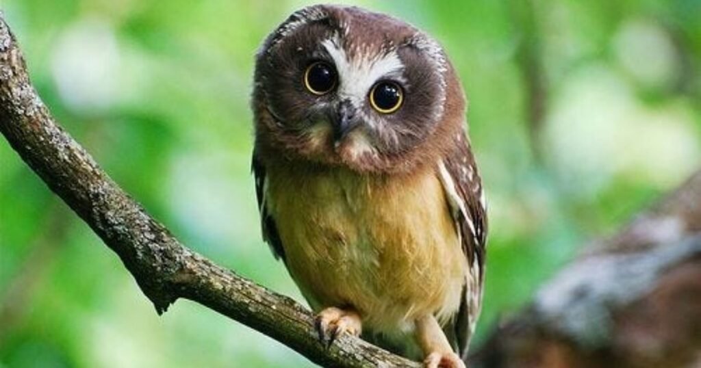 What Does a Featherless Owl Look Like?