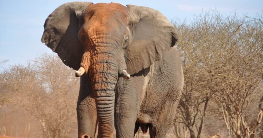 What Makes an Animal Strong 