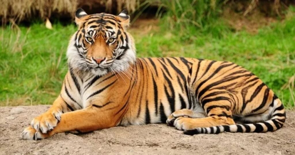 What Makes an Animal Strong