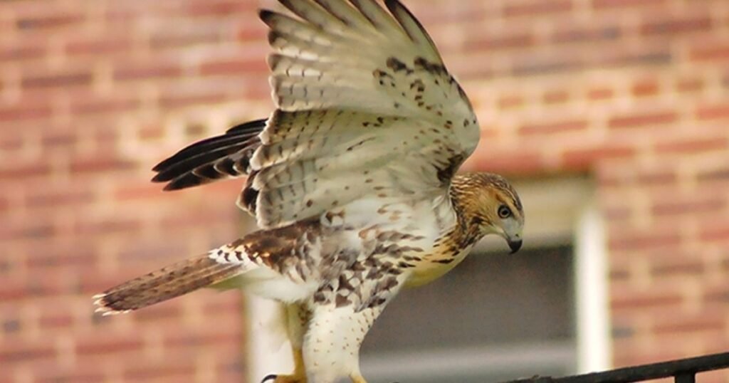 What Types of Hawks Can Be Found in New York