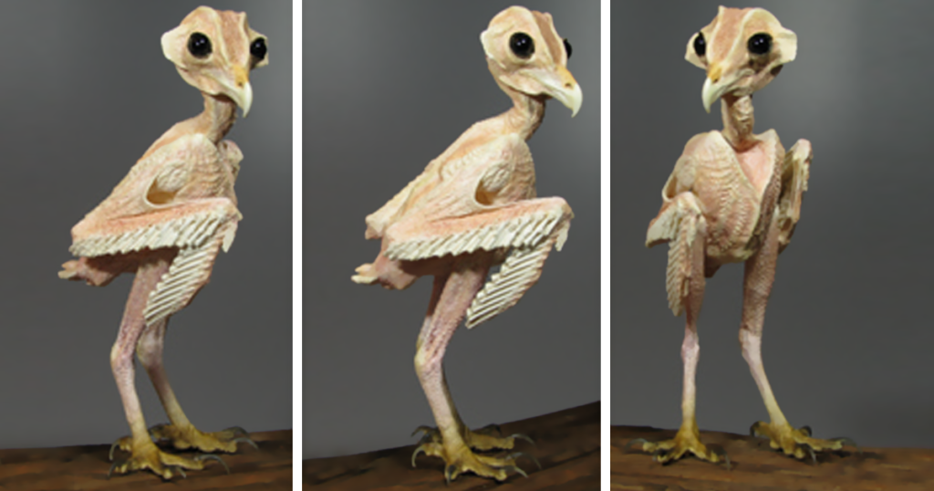 Why Would an Owl Lose Its Feathers?