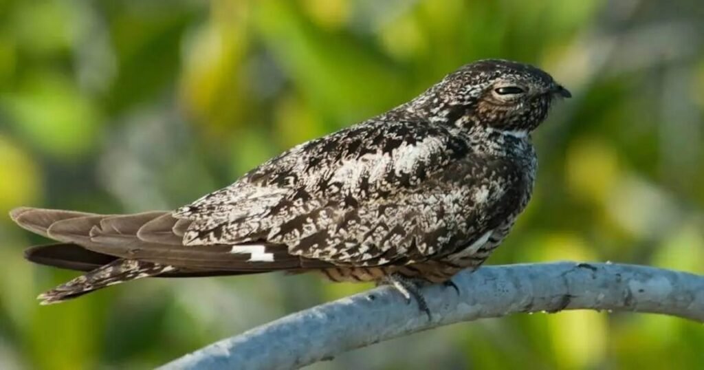 antillean nighthawk