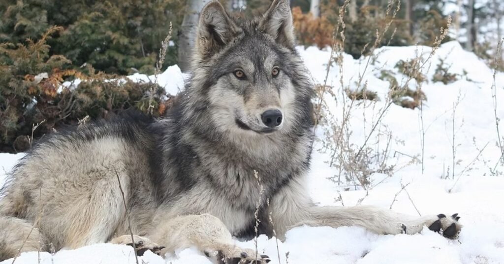 gray wolf