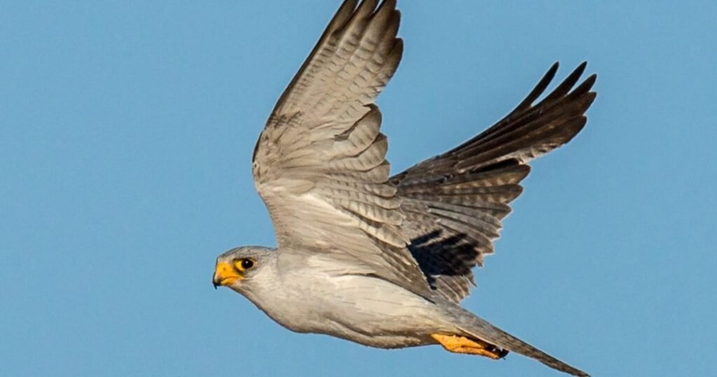 gyrfalcon
