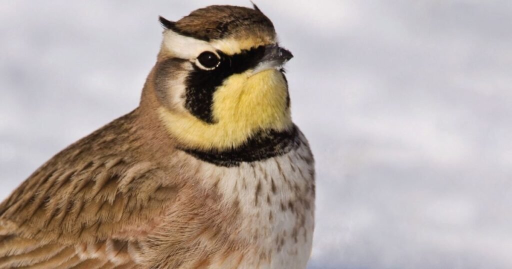 larks