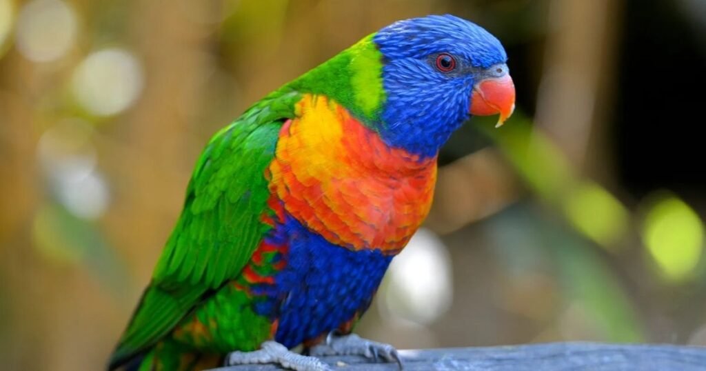 lory