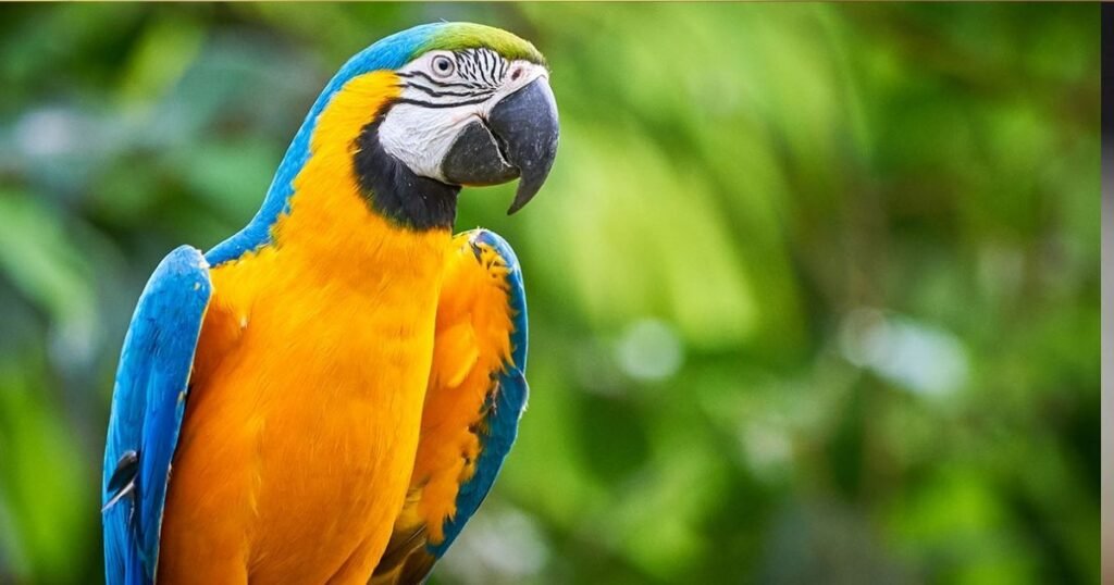 macaw
