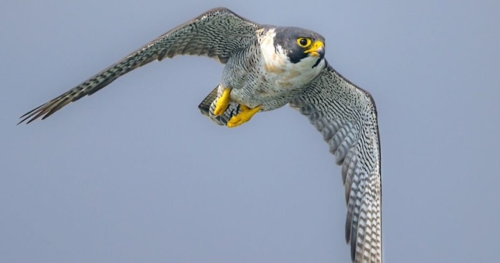 peregrine falcon