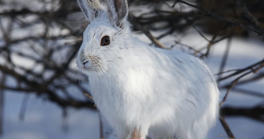 snowshoe Hare