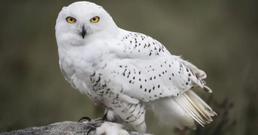snowy owl