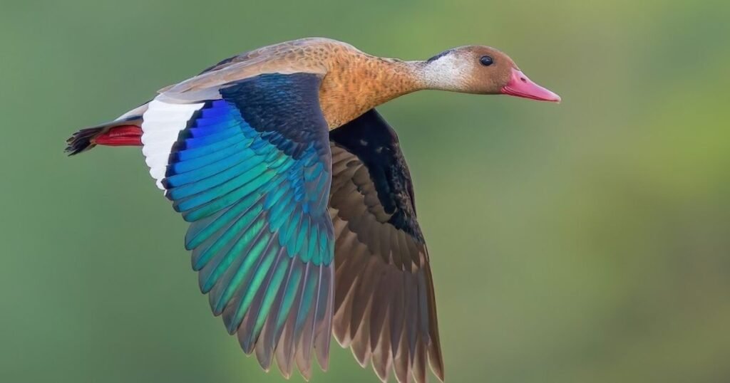 teal
