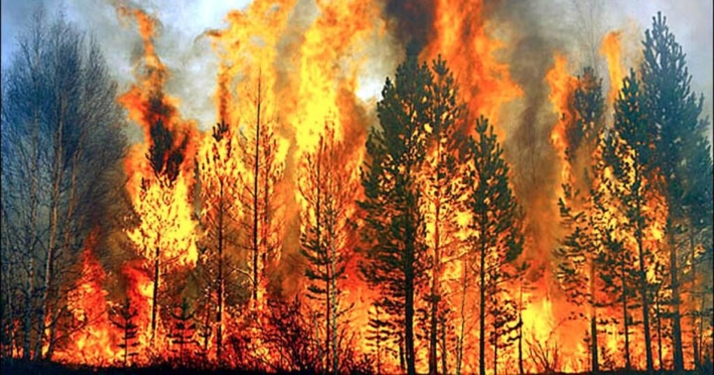 wildfire