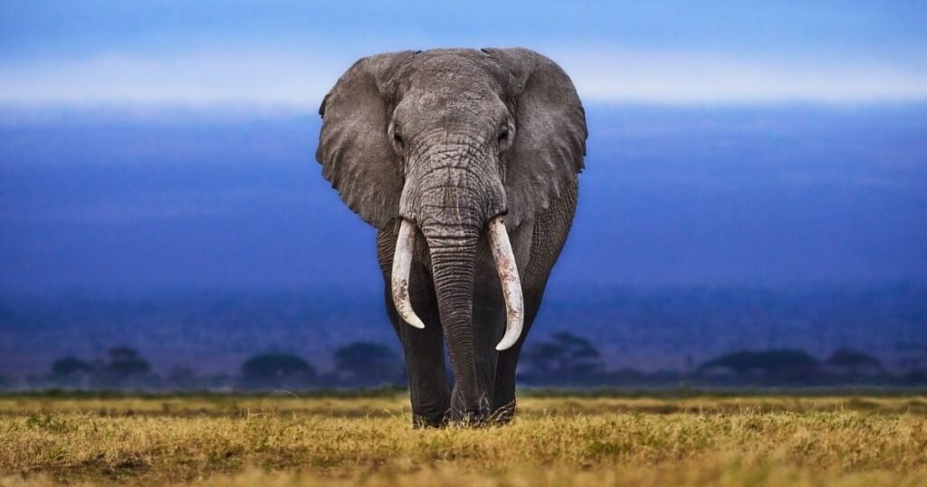 African Elephants