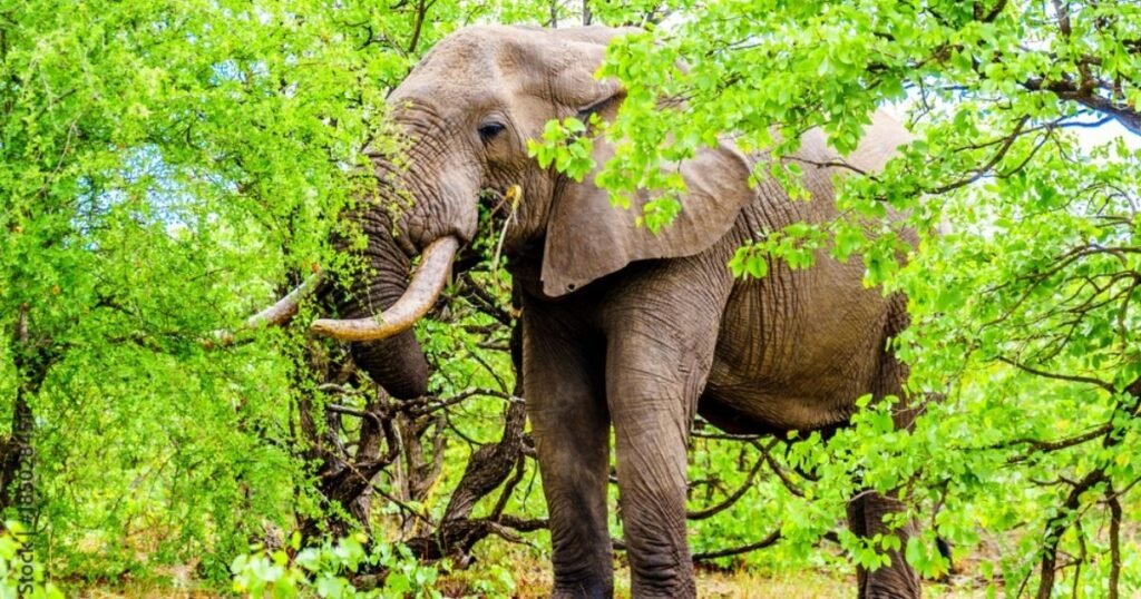 African elephant