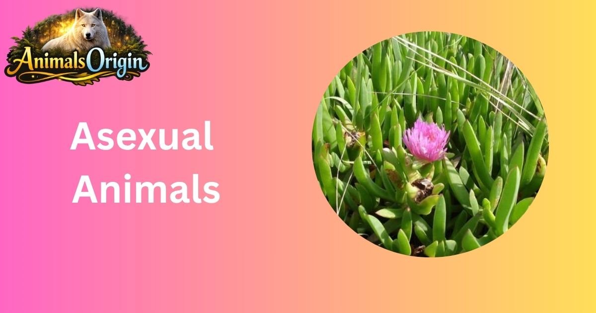 Asexual Animals