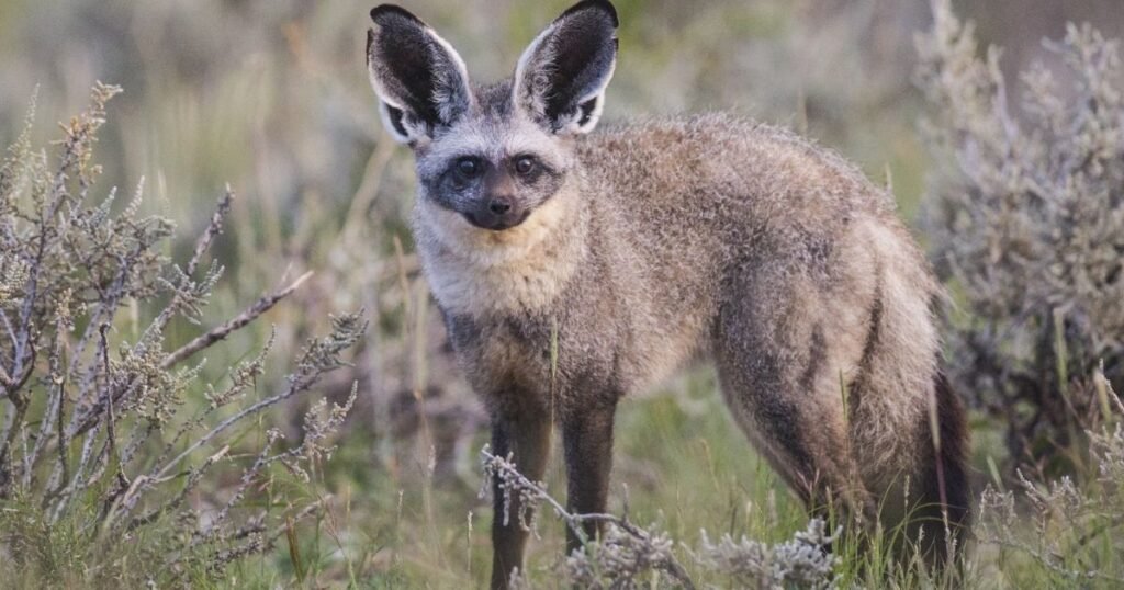 Bat-Eared Fox