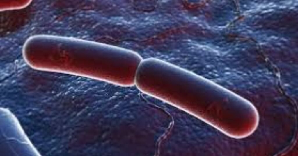 Binary fission