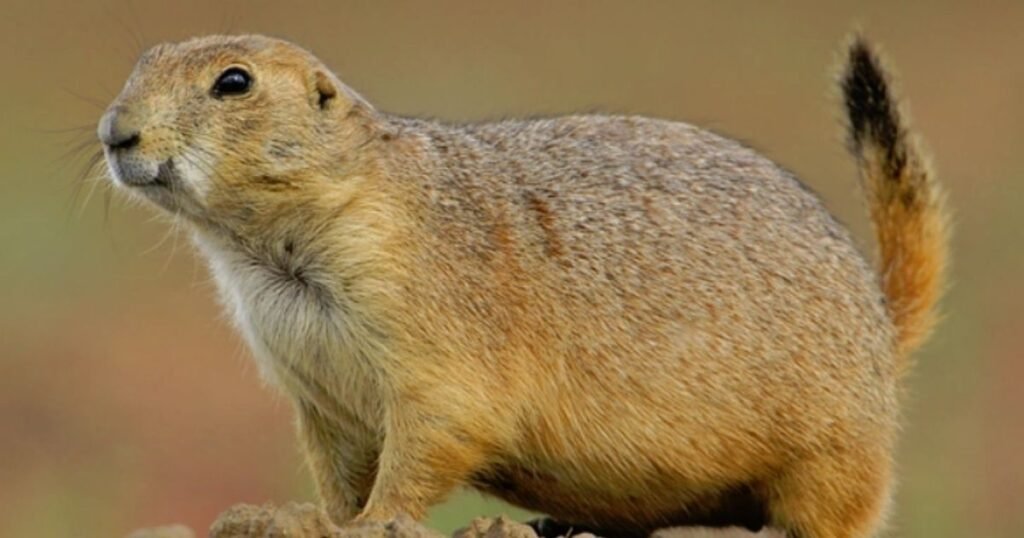 Black-Tailed Prairie Dog
