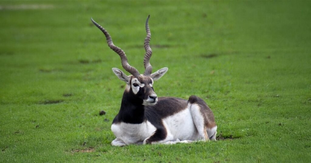 Blackbuck