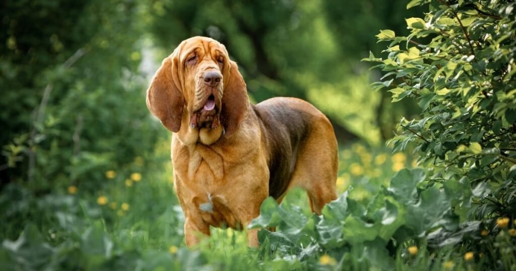 Bloodhound