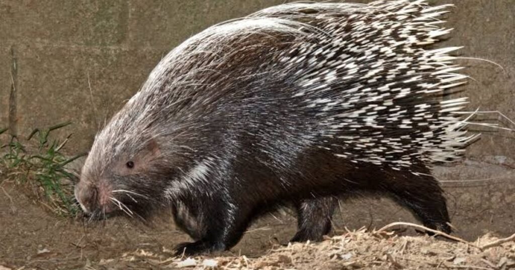 Cape Porcupine  