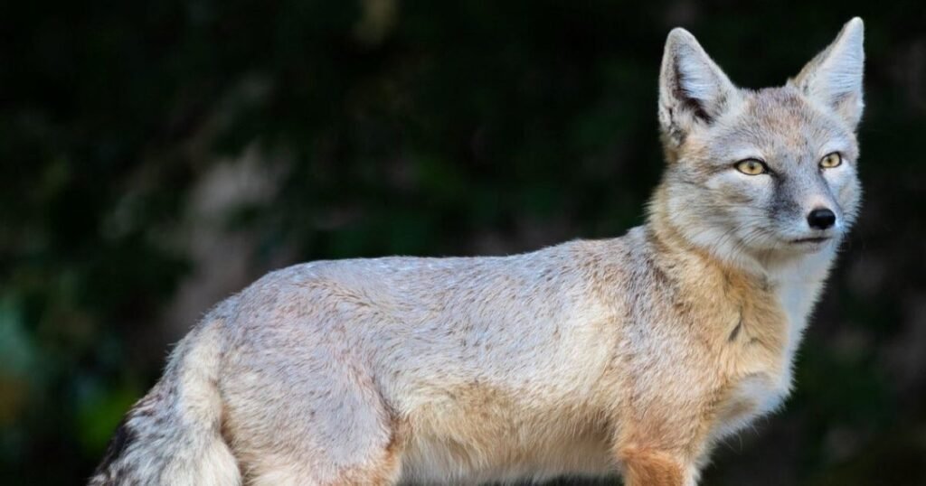 Corsac Fox