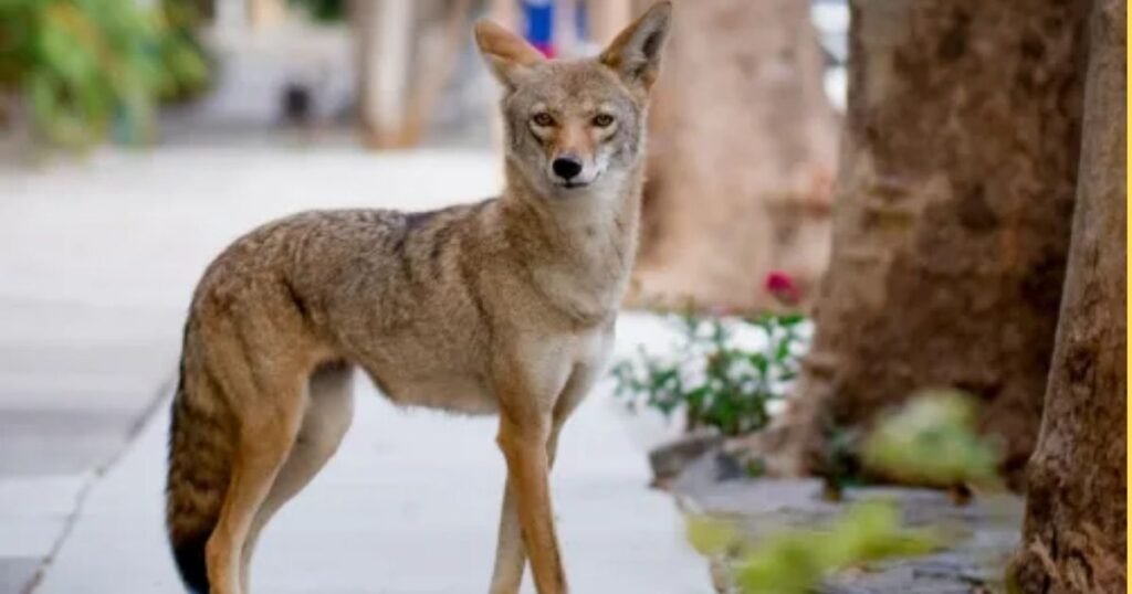 Coyote