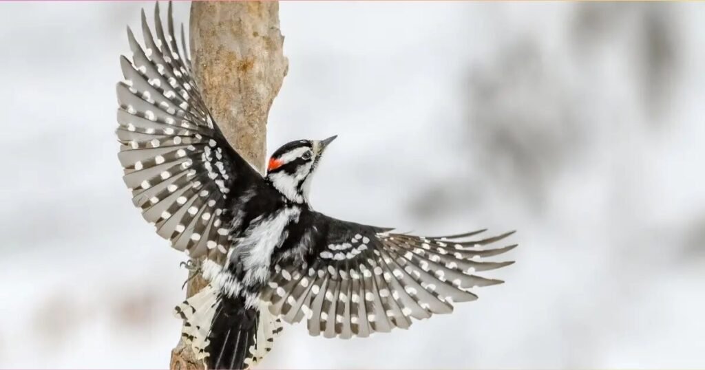 Downy woodpecker