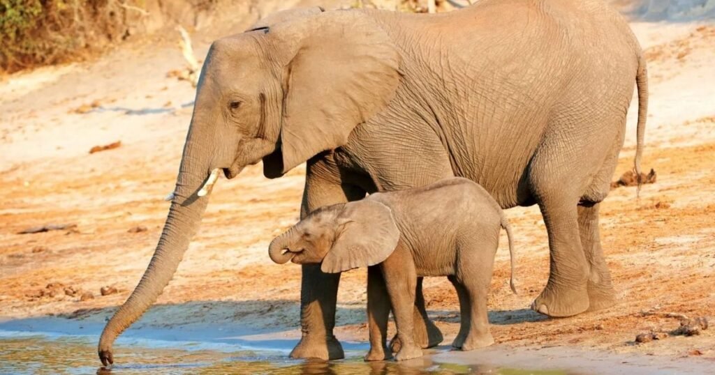 Elephant