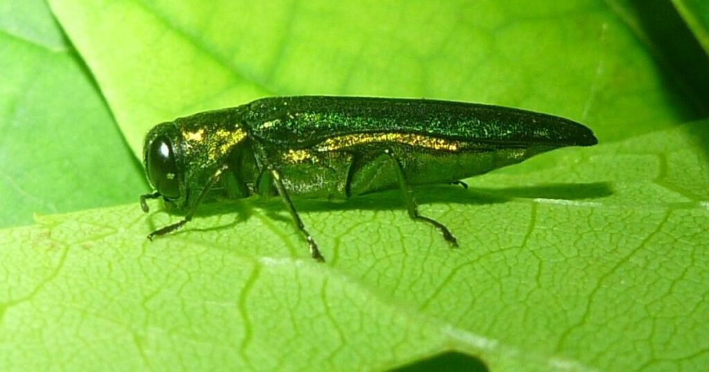 Emerald Ash Borer