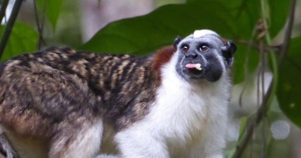 Geoffroy's Tamarin