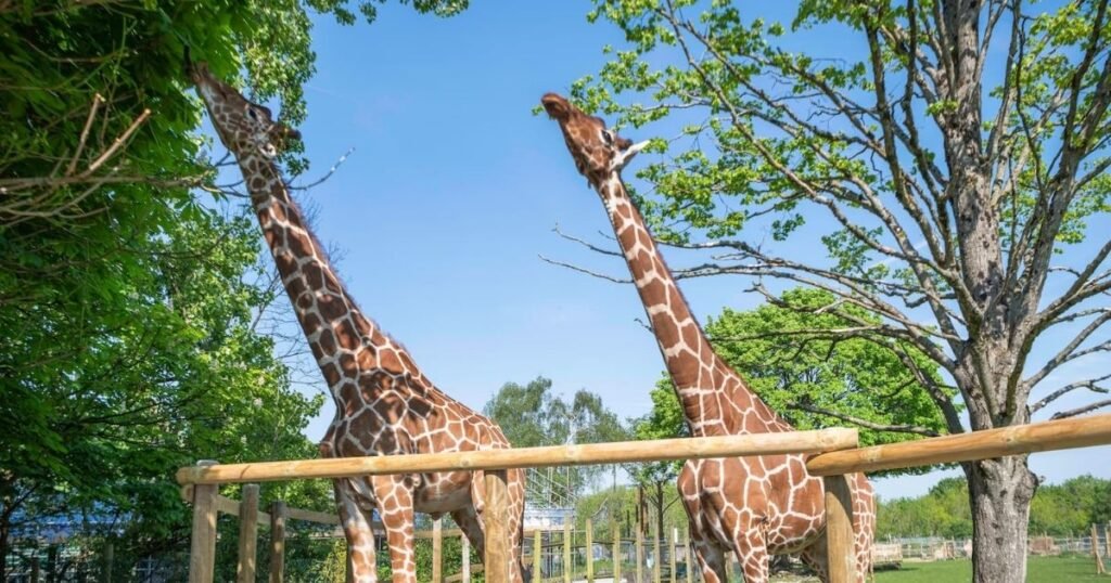 Giraffe