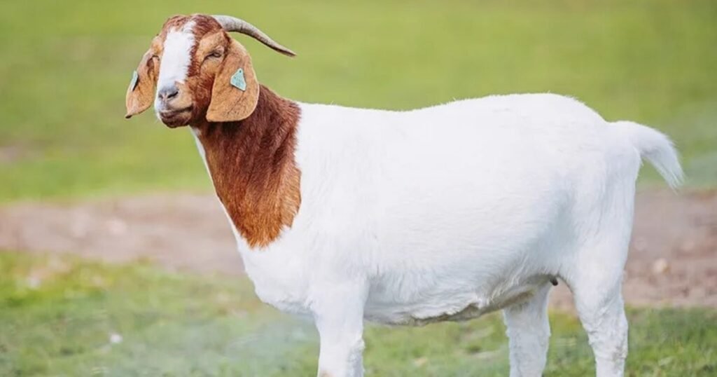 Goat
