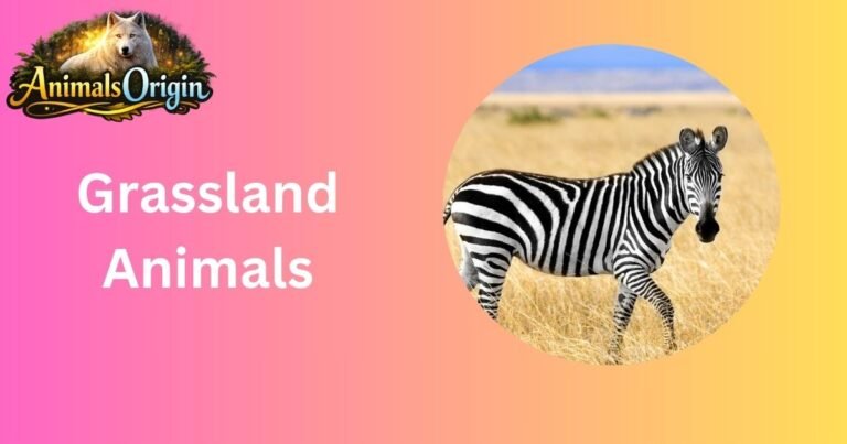 Grassland Animals