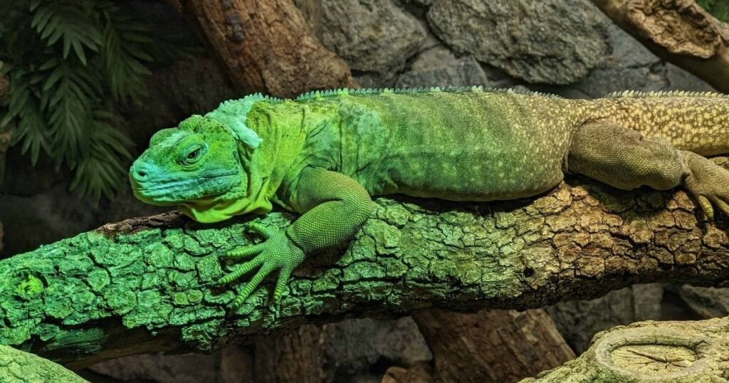 Green Iguana