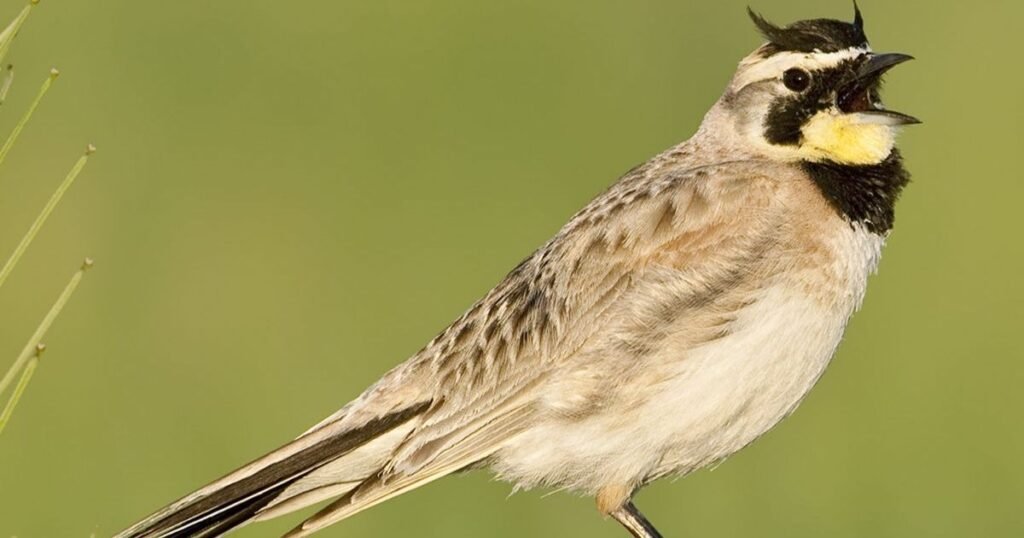 Horned Lark
