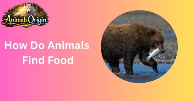 How Do Animals Find Food