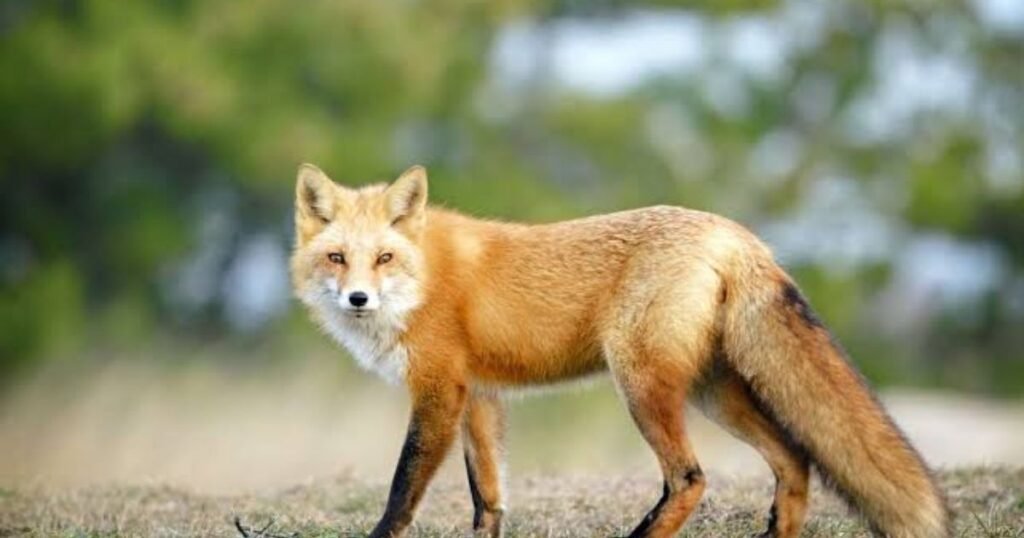 Interesting Facts About Animals That Resemble Foxes