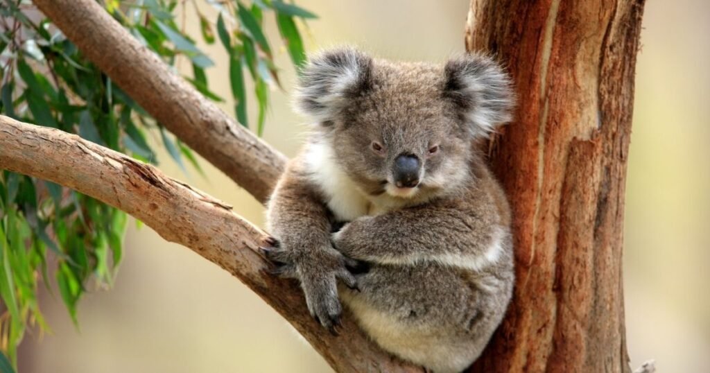 Koala