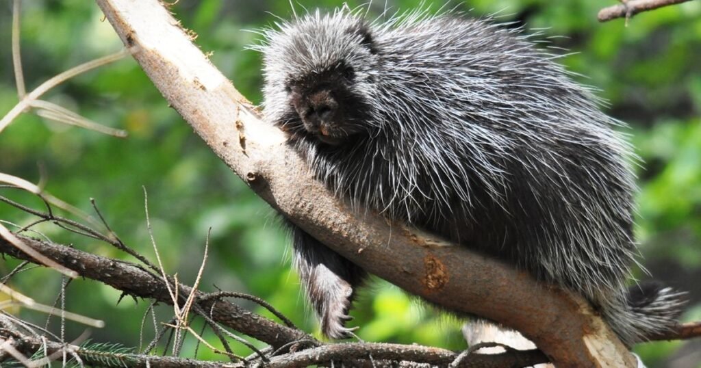 North American Porcupine 