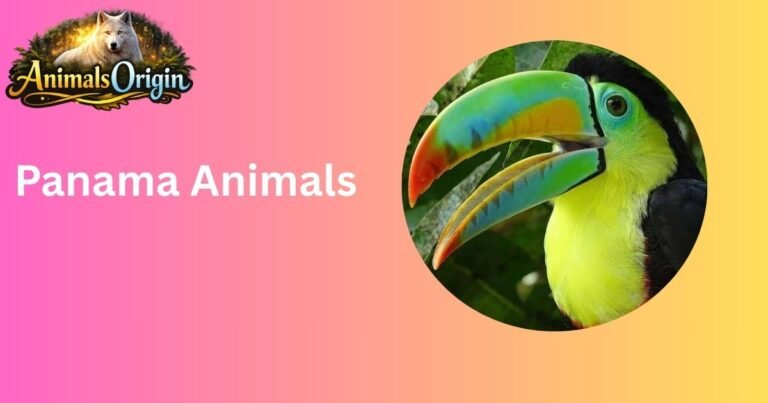 Panama Animals